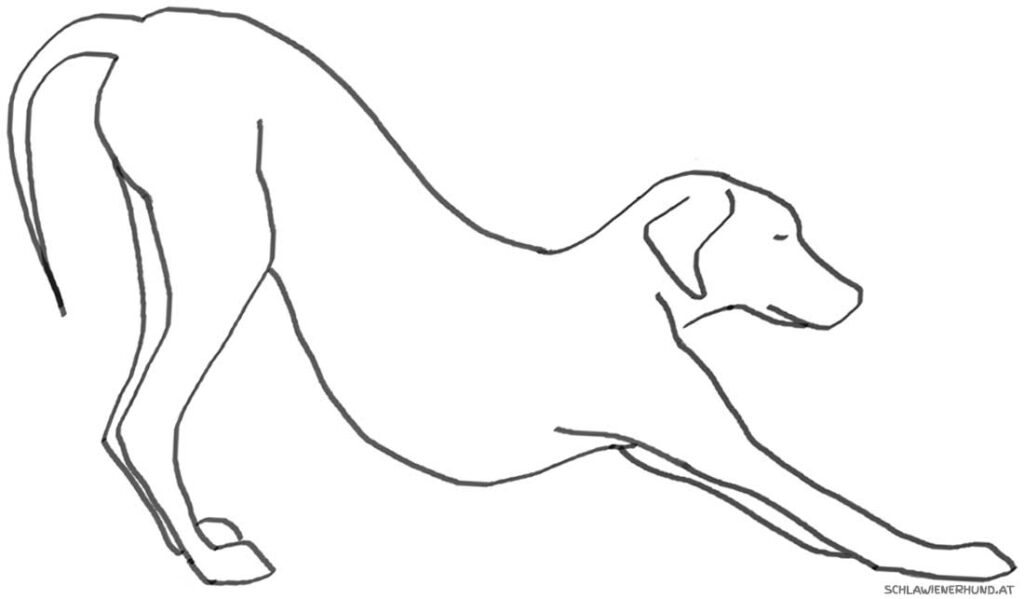 Gebetsstellung beim Hund bei einer Magendrehung