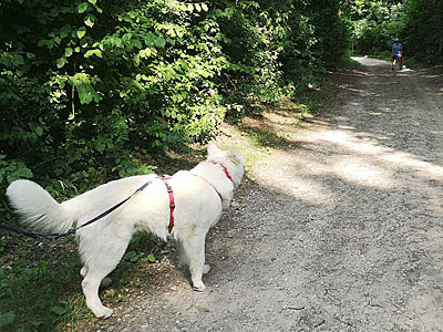 Problemhunde Training